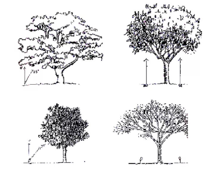 综合考虑植物的增体感来选择照明设计